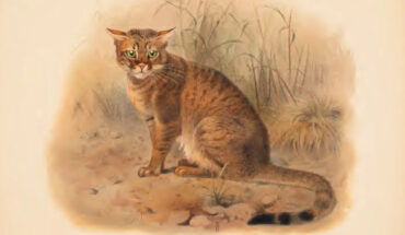 The African wildcat (Felis lybica) by John Anderson in Zoology of Egypt.