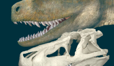 Skull and life reconstruction of Saurosuchus galilei. Image credit: Jordan Bestwick, University of Birmingham.