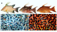 Dynamic color change of hogfish (Lachnolaimus maximus). Image credit: Schweikert et al., doi: 10.1038/s41467-023-40166-4.