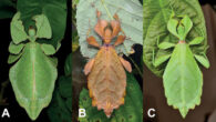 Live adult female leaf insects showing intergeneric and intraspecific color variability: (A) Pulchriphyllium anangu photographed near Agumbe, India on May 17, 2022 by iNaturalist user vishwanathgowda; (B, C) Phyllium ortizi reared and photographed by Maxime Ortiz from France in captivity: (B) brown form female, (C) green form female. Image credit: Vishwanath Gowda / Maxime Ortiz / Cumming et al., doi: 10.3897/zookeys.1173.104413.