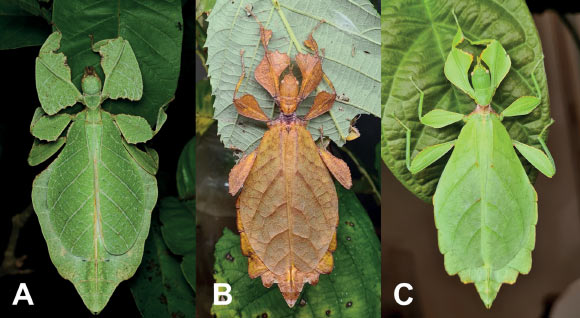 Live adult female leaf insects showing intergeneric and intraspecific color variability: (A) Pulchriphyllium anangu photographed near Agumbe, India on May 17, 2022 by iNaturalist user vishwanathgowda; (B, C) Phyllium ortizi reared and photographed by Maxime Ortiz from France in captivity: (B) brown form female, (C) green form female. Image credit: Vishwanath Gowda / Maxime Ortiz / Cumming et al., doi: 10.3897/zookeys.1173.104413.
