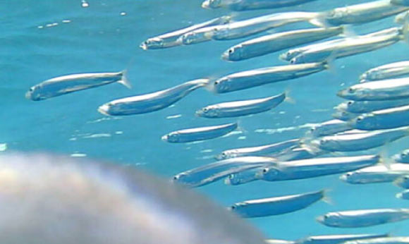 A representative image from animal-borne camera of prey (mackerel, Trachurus spp.) captured by a little penguin (Eudyptula minor). Image credit: Petrovski et al., doi: 10.1098/rsos.221595.