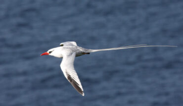 The red-billed tropicbird (Phaethon aethereus subsp. mesonauta) in the waters around Trinidad and Tobago. Image credit: Dominic Sherony / CC BY-SA 2.0.