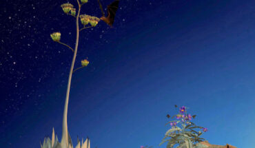 An overview of the ecology of Ptiloglossa arizonensis in southeastern Arizona, showing major nectar (Agave) and pollen (Solanum) sources used to provision the larvae. Image credit: Hammer et al., doi: 10.3389/fmicb.2023.1114849.