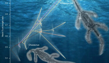 Fast rates of plesiosaur evolution. Image credit: Qi-Ling Liu.