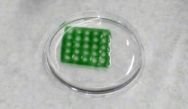 Datta et al. developed a ‘living material’ that could offer a sustainable and eco-friendly solution to clean pollutants from water. Image credit: David Baillot / UC San Diego Jacobs School of Engineering.