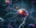 White matter degenerating microglia are a novel therapeutic target to potentially reduce the impact of white matter injury and myelin loss on the progression of cognitive impairment. Image credit: Miroslaw Miras.