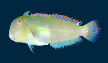 The eclipse-spot razor wrasse (Iniistius bakunawa) from Panay Island, Philippines. Image credit: H. Motomura.