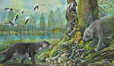 Reconstruction of early marsupials (left to right): the wallaby-sized herbivore Muramura williamsi, extinct koala relative Madakoala devisi and the calf-sized ilariid Ilaria lawsone. Image credit: Peter Schouten.