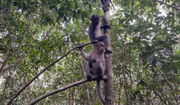 Sooty mangabeys (Cercocebus atys). Image credit: Luke Fannin, Dartmouth College.