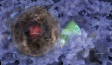 An artist’s impression of Ho’oleilana. Image credit: Frédéric Durillon.