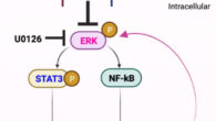 Schematic diagram of the mechanism of action of irisin. Image credit: Kim et al., doi: 10.1016/j.neuron.2023.08.012.