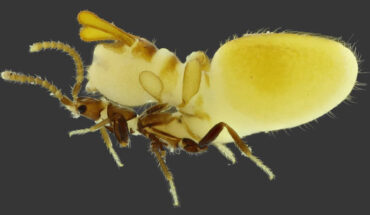 Austrospirachtha carrijoi. Image credit: Bruno Zilberman & Carlos Pires-Silva, doi: 10.11646/zootaxa.5336.3.8