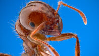 The red imported fire ant (Solenopsis invicta). Image credit: Alex Wild / University of Texas Insects Unlocked program.