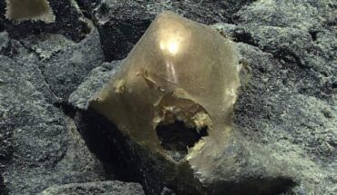 This ‘golden orb’ was found at a depth of about 3,300 m in the Gulf of Alaska. Image credit: NOAA Ocean Exploration, Seascape Alaska.