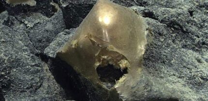 This ‘golden orb’ was found at a depth of about 3,300 m in the Gulf of Alaska. Image credit: NOAA Ocean Exploration, Seascape Alaska.