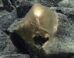 This ‘golden orb’ was found at a depth of about 3,300 m in the Gulf of Alaska. Image credit: NOAA Ocean Exploration, Seascape Alaska.