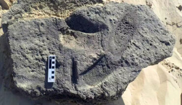 A shod-hominin track in the Garden Route National Park, South Africa. Image credit: Charles Helm.