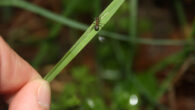 The infected Formica polyctena ant climbs up and clamps its powerful jaws onto the top of a blade of grass, making it more likely to be eaten by grazers such as cattle and deer. Image credit: University of Copenhagen.