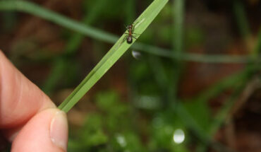The infected Formica polyctena ant climbs up and clamps its powerful jaws onto the top of a blade of grass, making it more likely to be eaten by grazers such as cattle and deer. Image credit: University of Copenhagen.