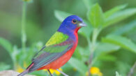 The painted bunting (Passerina ciris) in Freeport, Texas, the United States. Image credit: Dan Pancamo / CC BY-SA 2.0.