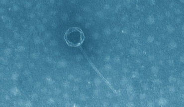 Halomonas phage vB_HmeY_H4907. Scale bar - 100 nm. Image credit: Su et al., doi: 10.1128/spectrum.01912-23.