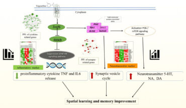 Schematic diagram representing the mechanism of action of trigonelline. Image credit: Aktar et al., doi: 10.1007/s11357-023-00919-x.