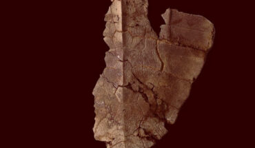 Cadena et al. found DNA traces in the 6-million-year-old carapace of a Lepidochelys turtle. Image credit: Edwin Cadena, Universidad del Rosario & STRI.