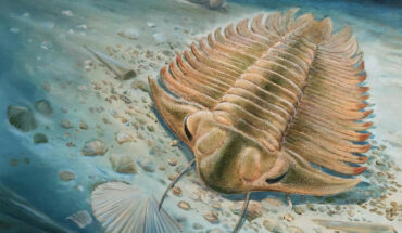 Bohemolichas incola. Image credit: Jiri Svoboda.