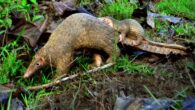 The Asian mysterious pangolin (Manis mysteria) separated from the Philippine pangolin (shown here) and Malayan pangolin over 5 million years ago. Image credit: Gregg Yan / CC BY-SA 4.0.