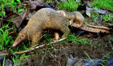 The Asian mysterious pangolin (Manis mysteria) separated from the Philippine pangolin (shown here) and Malayan pangolin over 5 million years ago. Image credit: Gregg Yan / CC BY-SA 4.0.