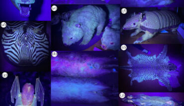 Travouillon et al. examined the phenomenon of mammalian fluorescence to determine the extent of apparent fluorescence among mammals and to identify the anatomical regions most likely to fluoresce. The images show mammal taxidermy under UV light: (a) polar bear, (b) southern marsupial mole, (c) greater bilby, (d) mountain zebra, (e) bare-nosed wombat, (f) six-banded armadillo, (g) orange leaf-nosed bat, (h) quenda, (i) leopard, (j) Asian palm civet, (k) red fox, (l) dwarf spinner dolphin. Image credit: Travouillon et al., doi: 10.1098/rsos.230325.