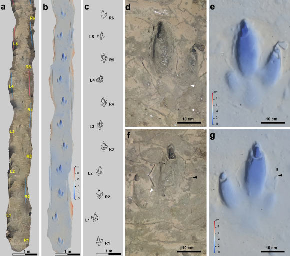 Holotype trackway of Rionegrina pozosaladensis: (a-c) orthomosaic, digital elevation model and interpretative drawing of the holotype; (d, e) detail of orthomosaic and digital elevation model of fifth right footprint (R5); (f, g) detail of orthomosaic and digital elevation model of the fourth left footprint (L4). White arrow points to wrinkle traces and black arrows to tip of digit II claw trace. R1-R6: consecutive right footprints; L1-L5: consecutive left footprints; II: digit II. Image credit: Melchor et al., doi: 10.1038/s41598-023-43771-x.