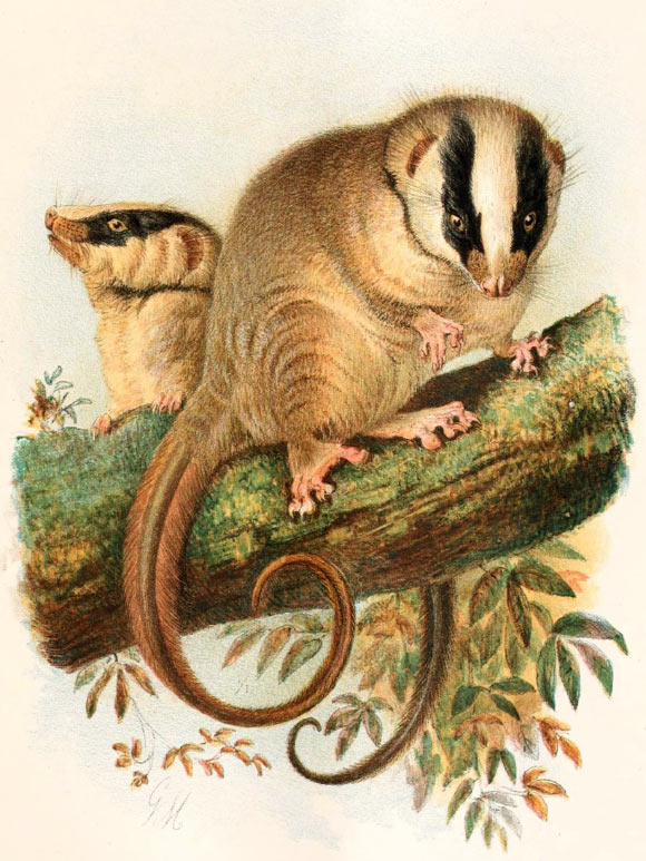 Feather-tailed possums (Distoechurus pennatus).