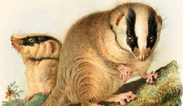 Feather-tailed possums (Distoechurus pennatus).