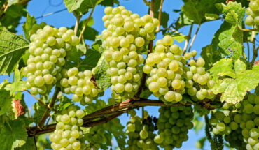 Regular intake of grapes may improve eye health in older adults, specifically in augmenting MPOD, which can be explained by an increase in plasma total antioxidant capacity and phenolic content, and the downregulation of AGEs. Image credit: Couleur