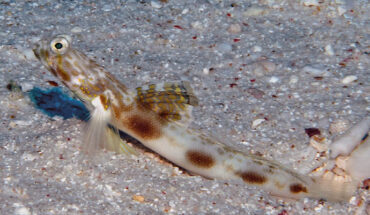 Tomiyamichthys elliotensis, underwater photograph, approx. 5 cm in length, Lady Elliot Island, Queensland, Australia. Image credit: M.V. Erdmann.