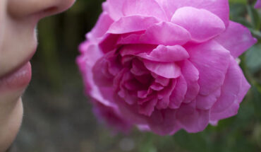 Ward et al. suggest that the presence of an odor can bias an observer’s decision of what their perceived version of a neutral gray is. Image credit: Kerstin Herrmann.