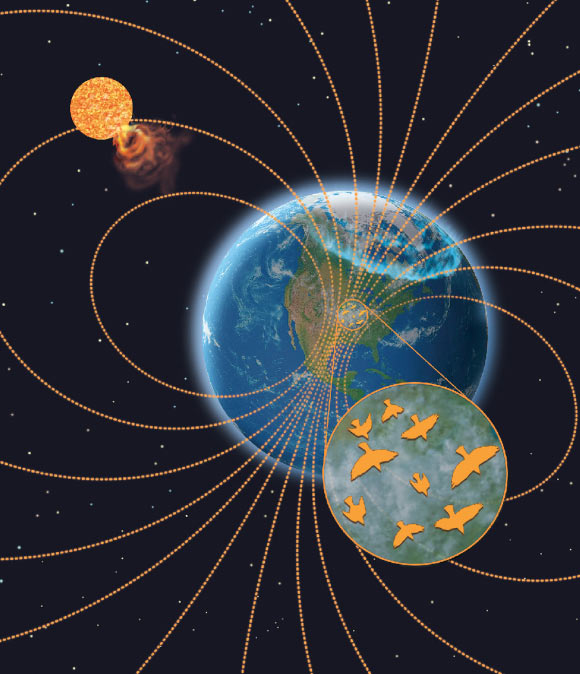 Space weather from the Sun, such as coronal mass ejections, disturbs Earth’s magnetic field, causing the aurorae and potentially decreasing the magnetic field’s reliability for migrating birds. Image credit: John Megahan.