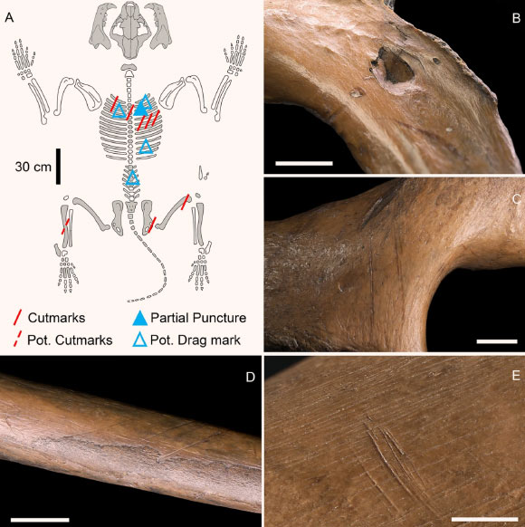 Anthropogenic modifications on the Siegsdorf lion skeleton: (A) Siegsdorf lion skeleton with distribution of observed anthropogenic modifications; elements highlighted in gray represent those that were originally unearthed; (B) rib III right ventral view with partial puncture; (C) right pubic bone with cutmarks; (D) rib VI right ventral view with cutmarks; (E) right distal femur caudal view with cutmarks. Scale bar - 1 cm. Image credit: Russo et al., doi: 10.1038/s41598-023-42764-0.