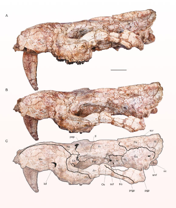 Anachlysictis gracilis, left side of the skull: (A) lateral view; (B) dorsolateral view; (C) lineal draw in dorsolateral view. Scale bar - 20 mm. Image credit: Suarez et al., doi: 10.5252/geodiversitas2023v45a18.