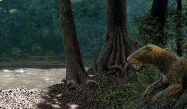 Reconstruction of Anachlysictis gracilis stalking some rodents (Neoreomys huilensis) in the La Venta area during Middle Miocene. Image credit: Juan Giraldo.