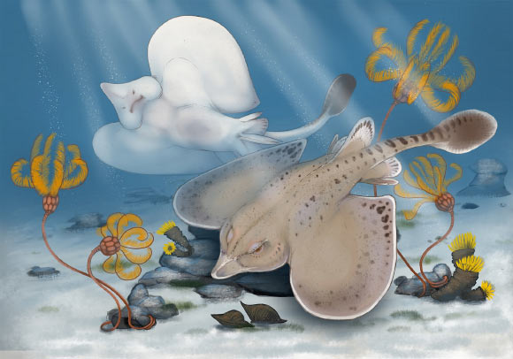 Life reconstruction of Strigilodus tollesonae. Image credit: Benji Paysnoe.