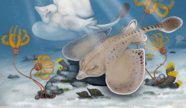 Life reconstruction of Strigilodus tollesonae. Image credit: Benji Paysnoe.