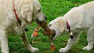 Lazaro et al. aimed to compare the reinforcing value and efficacy between food and leisure stimuli for domestic dogs by comparing rates of behavior when receiving access to either their top-preferred food or leisure items. The results indicate that, overall, dogs exhibit a stronger preference for and food is more likely to function as a reinforcer than leisure items for domestic dog’s behavior. Even when dogs had equal preference for both types of stimuli in preference assessments, they showed a higher response rate when working for their preferred food during progressive-ratio trials. Image credit: Congerdesign.