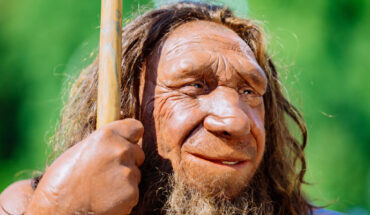 Comparisons of Neanderthal genomes to anatomically modern human (AMH) genomes show a history of Neanderthal-to-AMH introgression stemming from interbreeding after the migration of AMHs from Africa to Eurasia. All non-sub-Saharan African AMHs have genomic regions genetically similar to Neanderthals that descend from this introgression. Regions of the genome with Neanderthal similarities have also been identified in sub-Saharan African populations, but their origins have been unclear. To better understand how these regions are distributed across sub-Saharan Africa, the source of their origin, and what their distribution within the genome tells us about early AMH and Neanderthal evolution, Harris et al. analyzed a dataset of high-coverage, whole-genome sequences from 180 individuals from 12 diverse sub-Saharan African populations. Image credit: Holger Neumann / Neanderthal Museum.