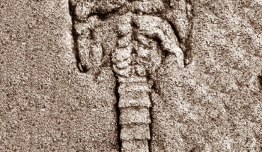 Minterichnus shieldi, a new 500-million-year-old fossil resting trace of a phyllocarid crustacean from Texas, 55 mm long.
