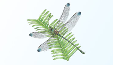 An artist’s impression of Liassophlebia sp., resting on a frond of the paleofern species Phlebopteris muensteri. Image credit: Jules Kiely, Bristol Museum & Art Gallery / Swaby et al., doi: 10.1080/08912963.2023.2261957.