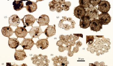 Coenobial microfossils from the Forteau Formation, including: (a, f) strut-form colonies, (b-e, h-k, m-o, s-u) plate-form colonies, and (g, l, p-r) ring-form colonies. Scale bar - 20 µm. Image credit: Thomas H.P. Harvey, doi: 10.1098/rspb.2023.1882.