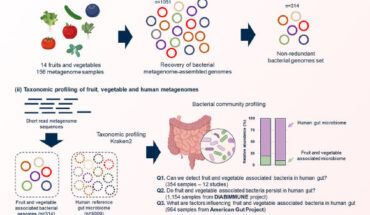 Overview of the bioinformatic workflow for the recovery of metagenome-assembled genomes (MAGs) from fruits and vegetables and the detection of their presence in the gut. Image credit: Wicaksono et al., doi: 10.1080/19490976.2023.2258565.